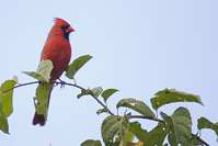 Cardinalis cardinalis
